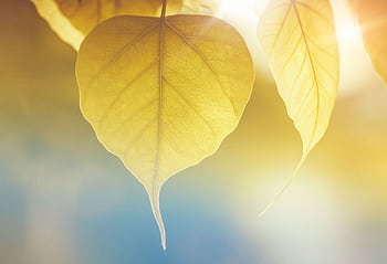 Close-up of golden leaves with sunlight, capturing autumn's essence. HD wallpaper
