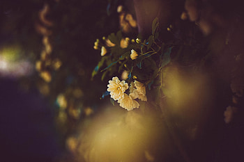Flowers, Bush, Flower, Rose Flower, Rose, Bloom, Flowering HD wallpaper