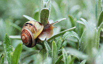 Plant, Macro, Snail, Carapace, Shell HD wallpaper