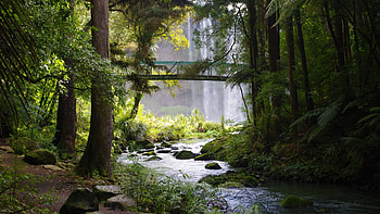 nz forest, river, falls, moss, bridge, trees, rocks, forest HD wallpaper