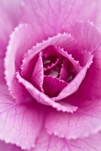 Pink flower, cabbage, close up HD phone wallpaper