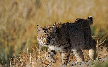 Animals, Grass, Iris, Predator, Wild Cat, Wildcat HD wallpaper