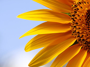 Sunflower, flower, sky, beautiful, nature HD wallpaper