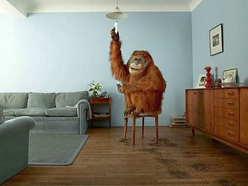 Funny Monkey, cool, funny, monkey HD wallpaper