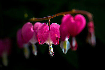pink broken heart bleeding heart black background background . HD wallpaper