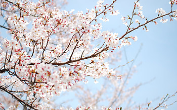 Plants, Flowers, Trees HD wallpaper