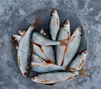 A collection of fresh fish arranged on a frozen surface, ideal for seafood themes. HD wallpaper