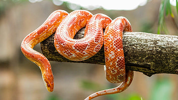 Corn snake, Snakes HD wallpaper