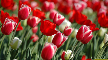 tulipsinspring, white, green, red, leaf, nature, flowers, tulips, spring HD wallpaper