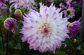Dahlias, Macro, Buds, Petals HD wallpaper