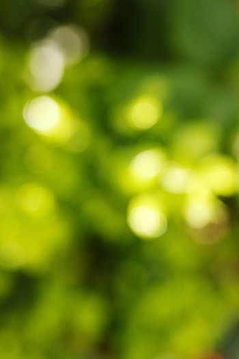 Bright Green Leaves Shining In Sunlight Blurred Background - Links. . Blur background graphy, Background for graphy, Blur background HD phone wallpaper
