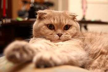 Animals, Cat, Fluffy, To Lie Down, Lie, Thick, Fat HD wallpaper