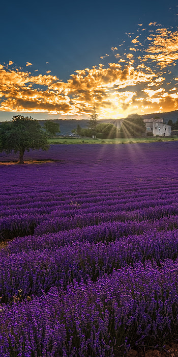 nature, lavender HD phone wallpaper