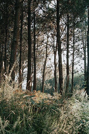 Nature, Trees, Grass, Pine, Forest HD phone wallpaper
