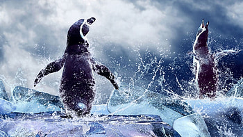penquins, winter, white, black, birds, graphy, cute, cold, animals, water, arctic HD wallpaper