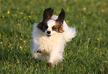 running dog, dog, cute, puppy, animals HD wallpaper