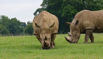 Animals, Food, Grass, Couple, Pair, Rhinoceros HD wallpaper
