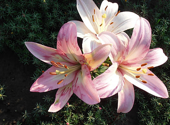 Flowers, Lilies, Close-Up, Greens, Flower Bed, Flowerbed HD wallpaper