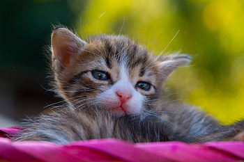Cat , Kitten delight, High-definition , Lovely pet HD wallpaper