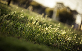 Grass, Macro, Greens, Field HD wallpaper