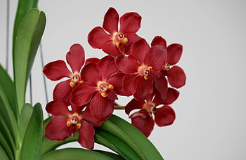 Flowering, Flowers, Leaves, Flower, Bloom, Orchid HD wallpaper