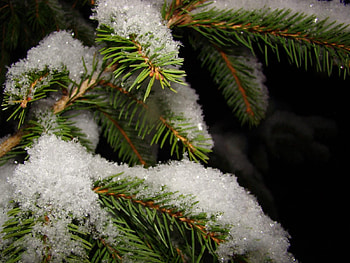 Winter, Nature, Snow, Branch, Fir, Spruce HD wallpaper