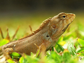 Animals, Grass, Color, Lizard, Reptile HD wallpaper