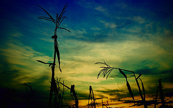 Nature, Sky, Outlines, Evening, Stem, Stalk, Corn, Maize HD wallpaper