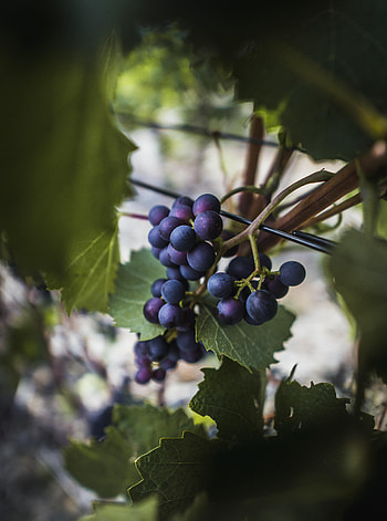 Fruits, Food, Leaves, Vine, Grapes, Berries HD phone wallpaper