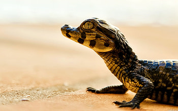 Crocodile , High-resolution , Wildlife graphy, Detailed texture HD wallpaper