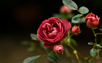 Plants, Flowers, Roses HD wallpaper