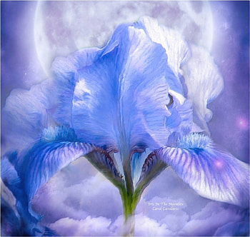 IRIS~GODDESS IN THE MOONLIGHT, IRIS, FLOWER, SKY, CLOUDS, STARS, MOON HD wallpaper