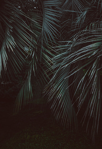 Nature, Leaves, Dark, Branches, Jungle HD phone wallpaper