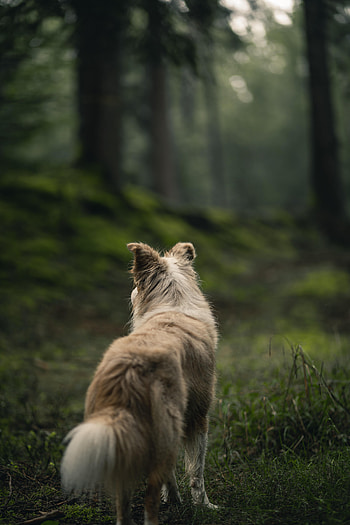 Animals, Forest, Fluffy, Dog, Pet HD phone wallpaper