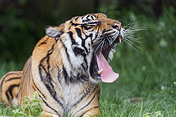 Animals, Predator, Big Cat, Tiger, Protruding Tongue, Tongue Stuck Out, Yawn, To Yawn HD wallpaper