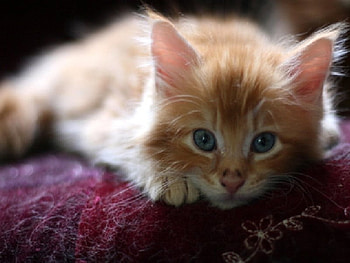 lazy..me?, lazy, kitty HD wallpaper