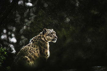 Portrait, leopard, predator HD wallpaper