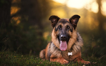 Pets, German Shepherd, Good dogs, High-quality HD wallpaper