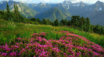 Mountain wildflowers, summer, wildflowers, hills, slope, beautiful, meadow, spring, mountain, grass HD wallpaper