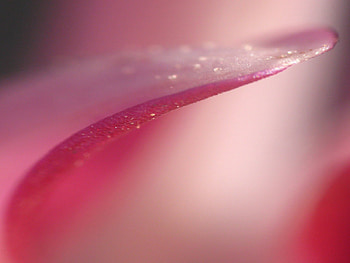 DELICATE, pink, graphy, flower, soft, petal HD wallpaper