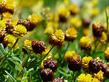 Flowers, Flower Bed, Flowerbed, Buds HD wallpaper