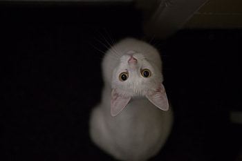 White Cat Eyes, cat, animals, cute, white HD wallpaper