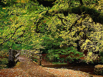 Nature, Rivers, Trees, Autumn, Leaves, Forest, Park, Bridge HD wallpaper