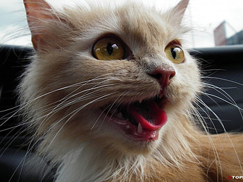 Nice cat, cats, kittens HD wallpaper