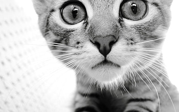 Animals, Cat, Muzzle, Eyes, Sight, Opinion, Bw, Chb HD wallpaper