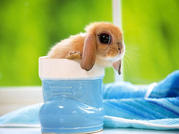 the eye, bunny, cute HD wallpaper