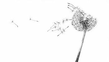 Dandelion HD wallpaper