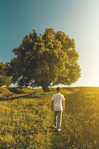 Man walking towards tree under sunny sky in Cluj-Napoca's lush landscape. HD phone wallpaper