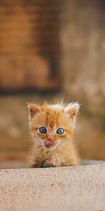 Top-quality kitten , Exquisite feline beauty, Captivating cuteness, Meow-worthy HD phone wallpaper