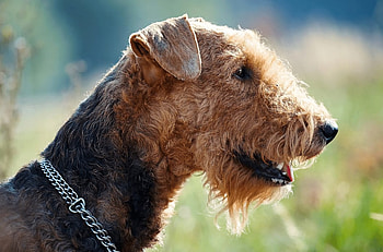 Airedoodle (Animals), Playful hybrids, Hypoallergenic coat, Energetic companions HD wallpaper